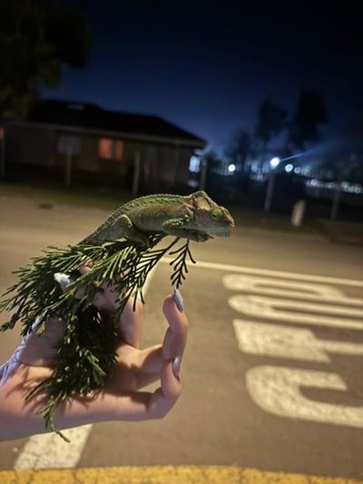 Chameleon rescue effort continues tonight in Blanco
