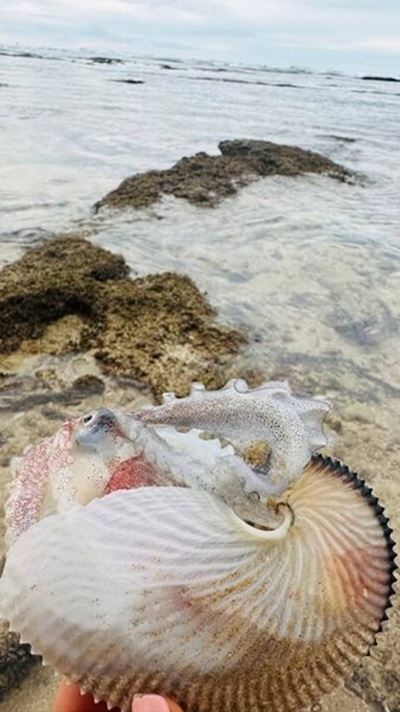 Die raaisel rondom die papiernautilus