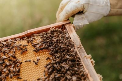 20 May is World Bee Day: Forage pressure weakens bee populations