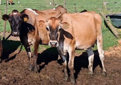 New Foot-and-Mouth case confirmed in Mossel Bay area