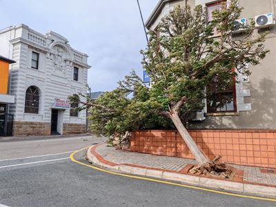 Uprooted trees, infrastructure damages reported due to strong winds