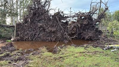 Alien trees are a ticking time bomb