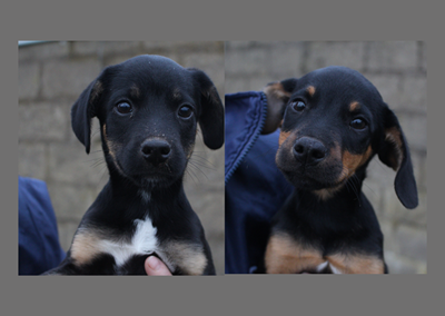 Lots of love to give: Dobby and Lil Boo
