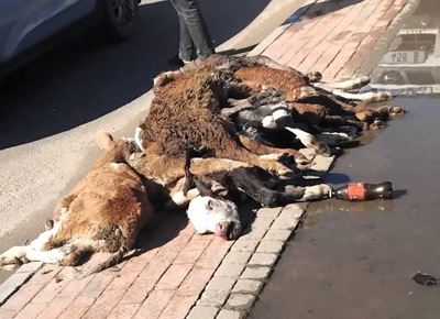 Calf carcasses dumped in Thembalethu