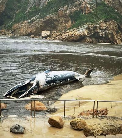 Stranded giant at the Gwaiing Beach river mouth reveals secrets of the ocean