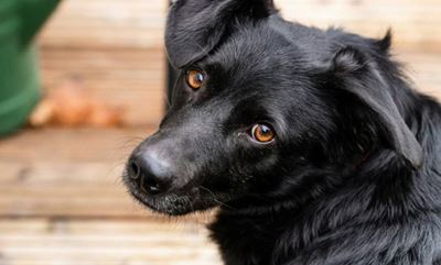 Dog myths that may influence how you treat yours