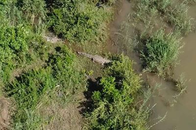 Human remains found in crocodile suspected to be of missing Gauteng businessman