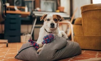 Effective steps to banish doggy smells in your home
