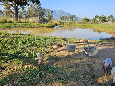 Ptolemy the goose wants a goose