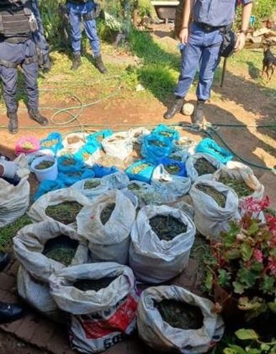 Hawks arrest two after dagga plantation and firearms seized near Nelspruit