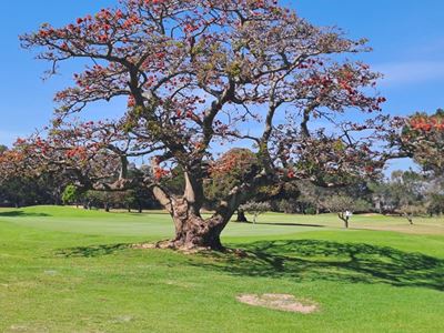 Tree planting can help Garden Route communities beat future heat
