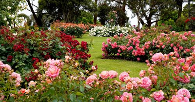 3 practical ways to make summer gardening easier