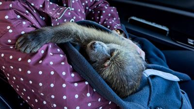 Rescued baboon adorably named Nana
