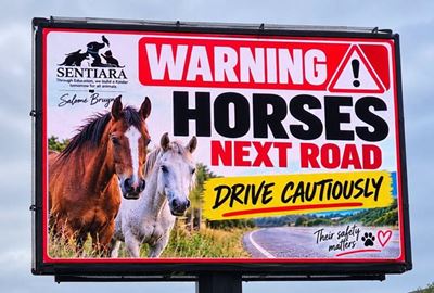 Two horses euthanised after vehicle collision in Pacaltsdorp