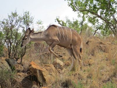 Young safari-goers get behind the camera on family holidays in the Greater Kruger