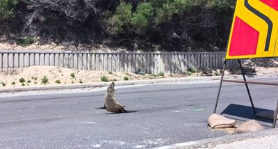 Seal you later! N2 wanderer safely rescued 