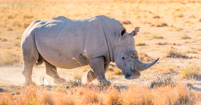 Two former officials sentenced for the illegal killing of a white rhino
