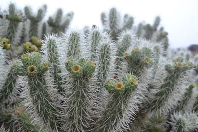 Cactus invaders: A growing threat to South Africa’s communities and farms