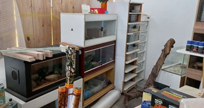 Cape Town woman fined R250 000 over illegal possession of 145 reptiles