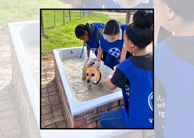 SPCA dip-and-clip day a success