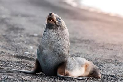 Seal rabies risk under the microscope