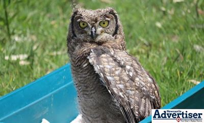 Rescued baby owl returns to the wild in Newcastle