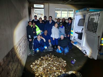 Operation leads to over 800 abalone found, 2 arrests near Little Brak River Beach