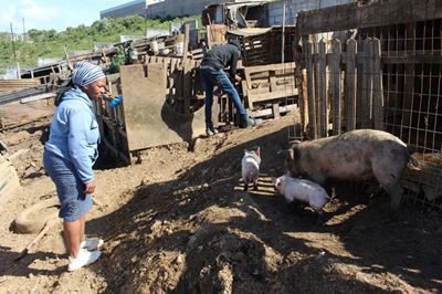 SPCA meets with Mossel Bay Municipality about pig farms