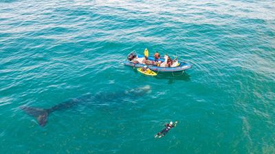 Swim for sharks and Alba sees whale encounter