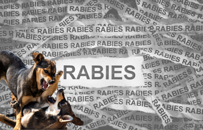 South Africa records 15 rabies deaths as Agriculture Department urges vaccination