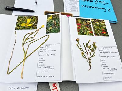 Hessequa Herbarium bewaar Stilbaai se botaniese erfenis