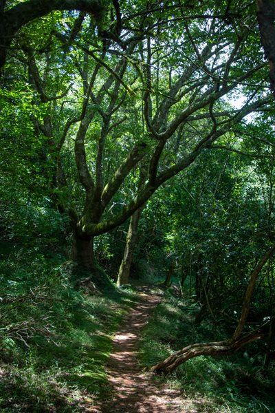 Explore Gouna Forest with Outeniqua Dendrological Society 