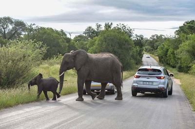 Elephants trample poacher in Kruger National Park illegal incursion