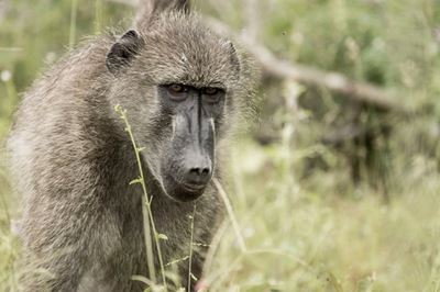 Baboon-proof bins roll out as Cape's northern fence gets under way