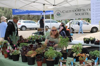 Calitzdorp Succulent Festival this weekend