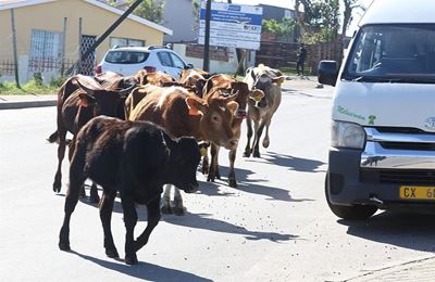 Karatara up in arms over pound plans animal pound