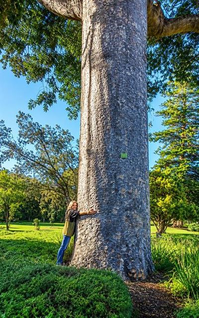 Discover the trees and arboretum at Saasveld