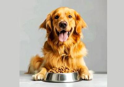 Responsible dog ownership starts with what’s in their bowl