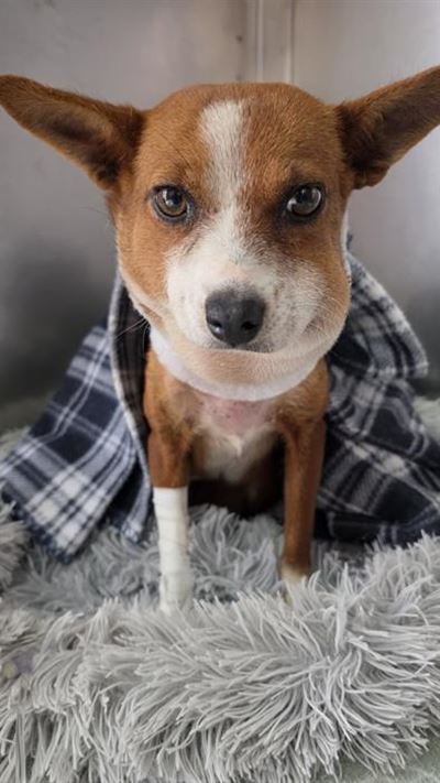 Dog survives horrific injury from elastic band around her neck