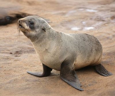 Cape fur seal rabies risk prompts safety warning on World Rabies Day