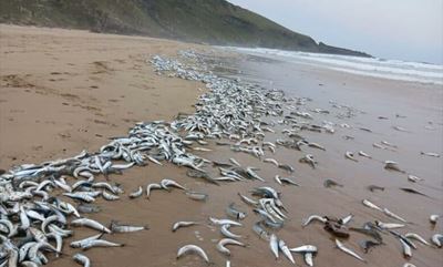Dead sardines wash up on Eastern Cape beach