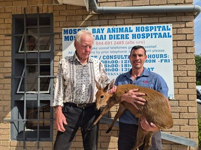 Duiker rescued, Louis Fourie motorists urged to be cautious