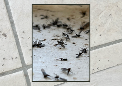 Midge influx irks Great Brak River locals
