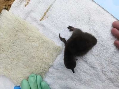 Saprec welcomes another special penguin chick