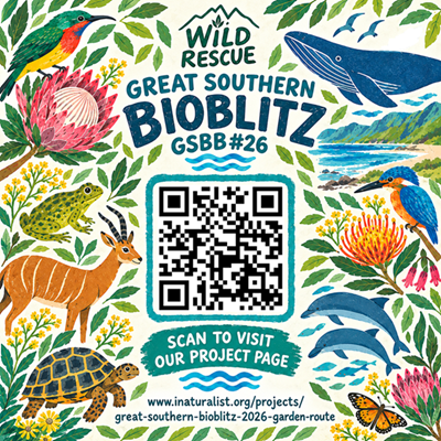 Wild Rescue nature reserve champions the Great Southern Bioblitz 2026 for Garden Route district 