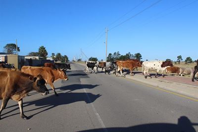 Livestock at school under scrutiny from WCED