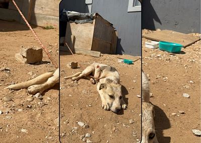 SPCA warns against washing pets in Jeyes Fluid