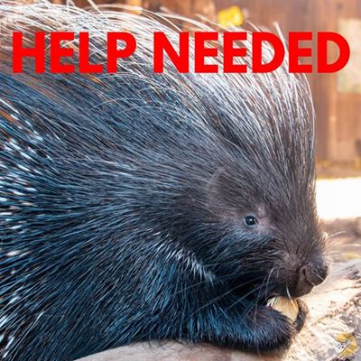 Patricia the porcupine missing