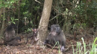 George’s baboon troubles: Don't feed the conflict