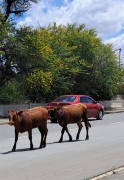 Rondloperdiere in Cradock en omgewing nog steeds ’n algemene verskynsel